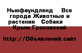 Ньюфаундленд  - Все города Животные и растения » Собаки   . Крым,Грэсовский